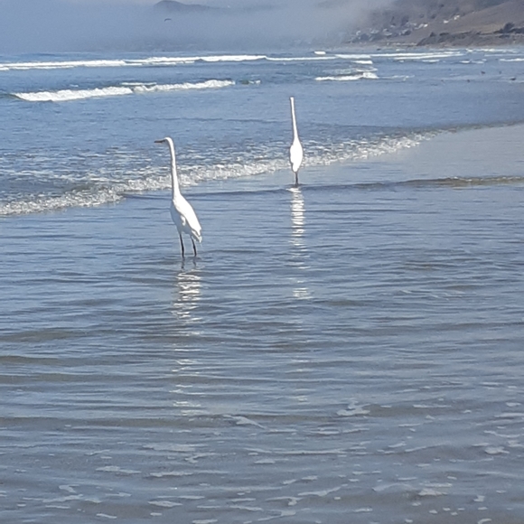 Meet your Posher, Veronica - Picture 2 of 2